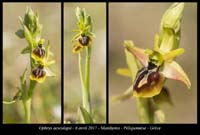 Ophrys-aesculapii2